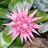 Aechmea