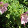 Anisodontea kapská