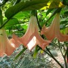 Durman (Datura)