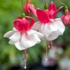 Fuchsie