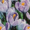 Krokus (Šafrán)