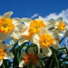 Narcis
