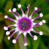 Osteospermum