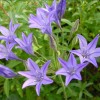 Triteleia
