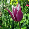 Tulipán